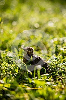 A baby common blackbird fallen from its nest hidden in the green yellow grass.