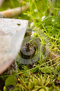 A baby common blackbird fallen from its nest hidden and scared behind a shovel in the green yellow grass.