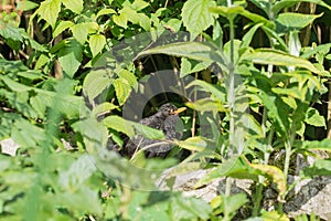 Baby common blackbird in a garden