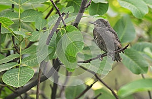 A baby Common Blackbird Turdus merula