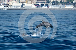 Baby common dolphin jumping outside the harbor