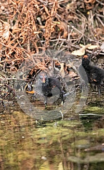 Baby common gallinule chick Gallinula galeata forages for food