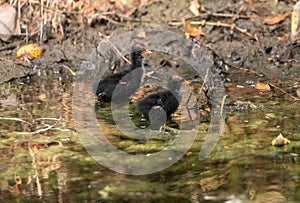 Baby common gallinule chick Gallinula galeata forages for food