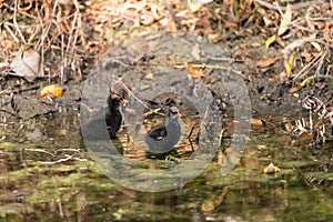 Baby common gallinule chick Gallinula galeata forages for food