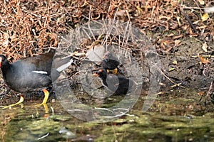 Baby common gallinule chick Gallinula galeata forages for food