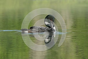 Baby Common Loon (Gavia immer) peering out from un