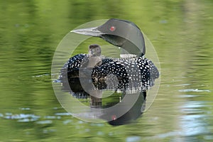 Baby Common Loon (Gavia immer) riding on mothers b