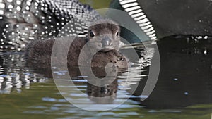 Baby Common Loon (Gavia immer) riding on mothers b