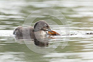 Baby Common Loon Grabbing a Lily Pad in its Beak