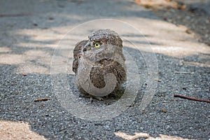 Baby of common scops owl Otus scops