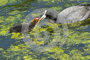 Young Fluffy Coot Being Fed By Parent.