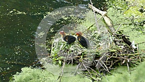 Baby coots