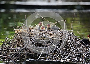 Baby coots sitting in a nest