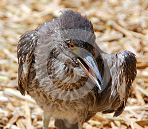 Baby cormorant