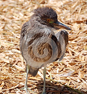 Baby cormorant