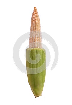 Baby corn also known as young corn, cornlets or baby sweetcorn