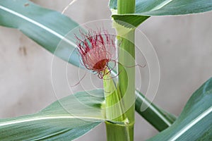 Baby Corn and leaves in farm,Baby Corn fruit on its tree