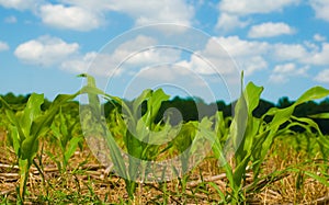 Baby Corn Shoots