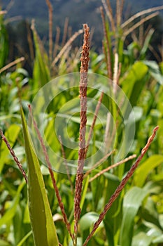 Baby Corn Stalks