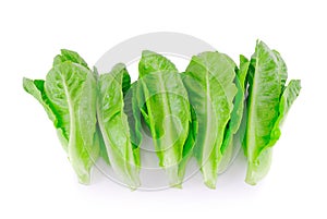 Baby Cos lettuce. photo