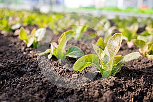 baby cos plant in soil