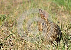 Baby Cottontail Rabbit