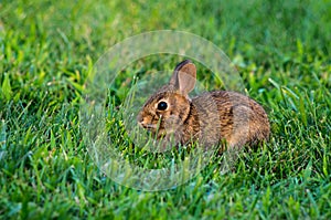 Baby cottontail rabbit