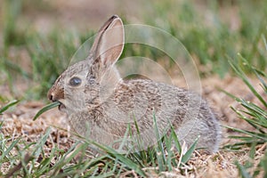 Baby Cottontail Rabbit Eating