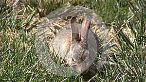 Baby Cottontail Rabbit Eating