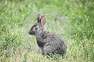 Baby Cottontail Rabbit enjoying the green green grass of my home