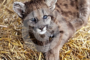 Baby Cougar