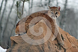 Baby cougar lounging on a rock