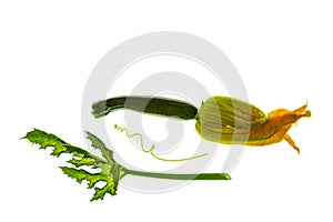 Baby courgette with flower and leaf isolated on white background
