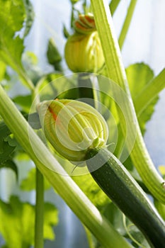 Baby courgettes with young flowers