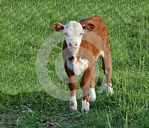 Baby Cow