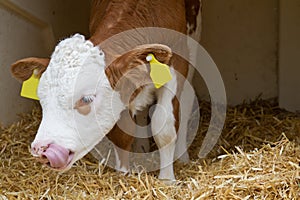 Baby cow calf in straw