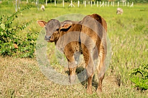 Baby cow