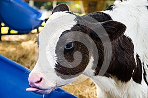 Baby cow drinking water
