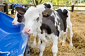Baby cow drinking water.