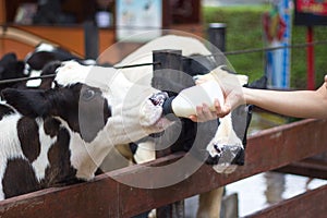 Baby cow feeding on milk bottle