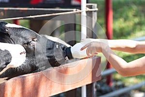 Baby cow feeding on milk bottle by hand Woman