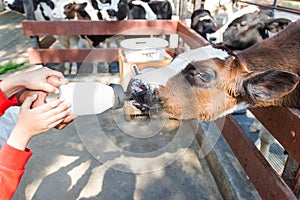 Baby cow feeding on milk bottle by hand woman