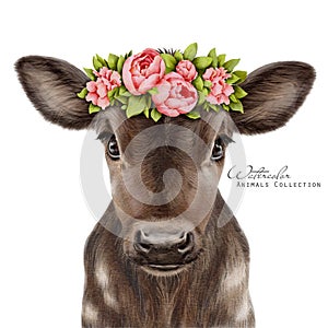 Baby cow in floral wreath. Brown cow portrait