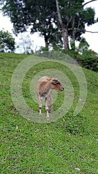 Baby cow in grass field look something