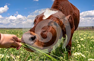 Baby cow grazing on a field with green grass and blue sky, little brown calf looking at the camera, cattle on a country side,