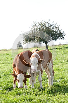 Baby cow on meadow, calf portrait close up look in camera