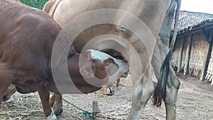 baby cow milking from its mother