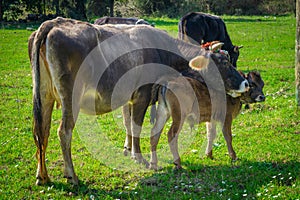 Baby cow and mother cow. Marmaris Turkey. Praire background. Ornate brown cows. Sunlights