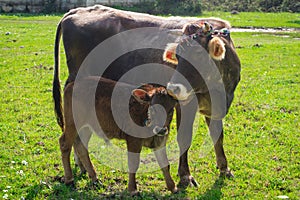 Baby cow and mother cow looking to camera. Marmaris Turkey. Praire background. Ornate brown cows. Sunlights photo