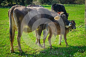 Baby cow and mother cow. Marmaris Turkey. Praire background. Ornate brown cows. Sunlights photo